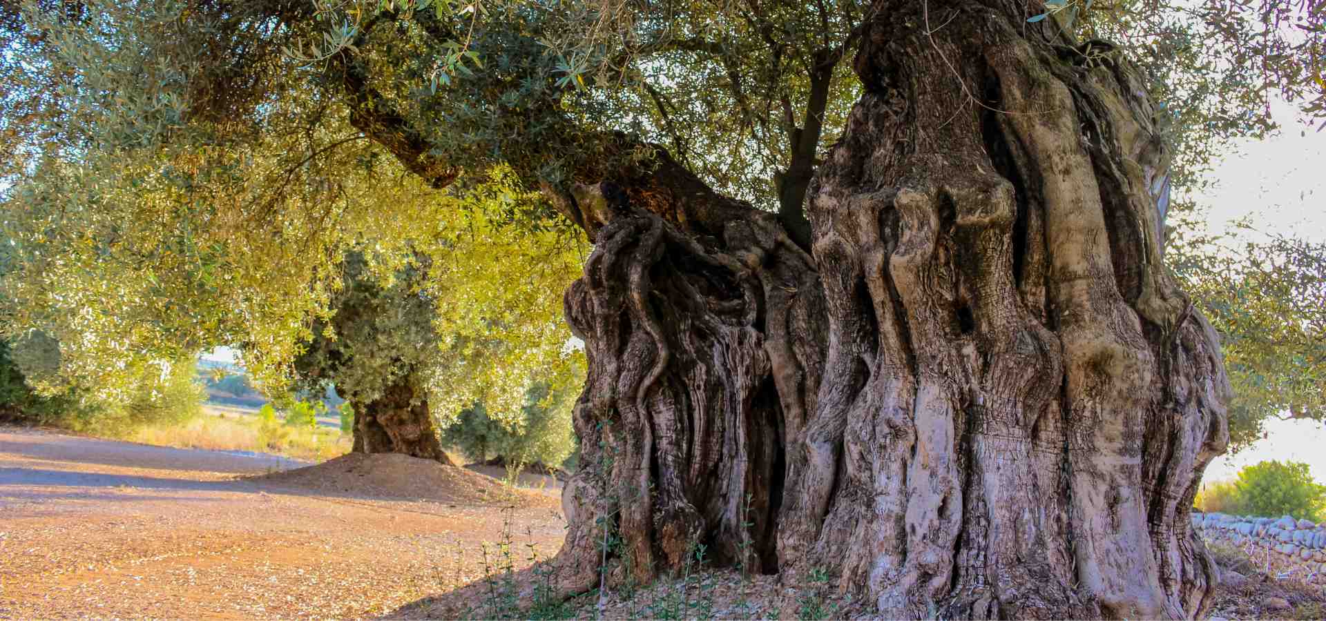 Olivos milenarios 2000 años farga