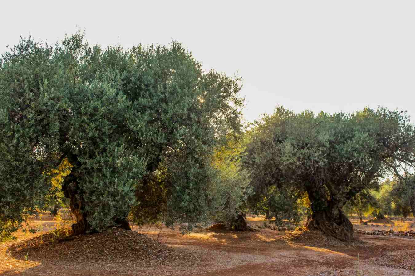 cultivo del olivo milenario